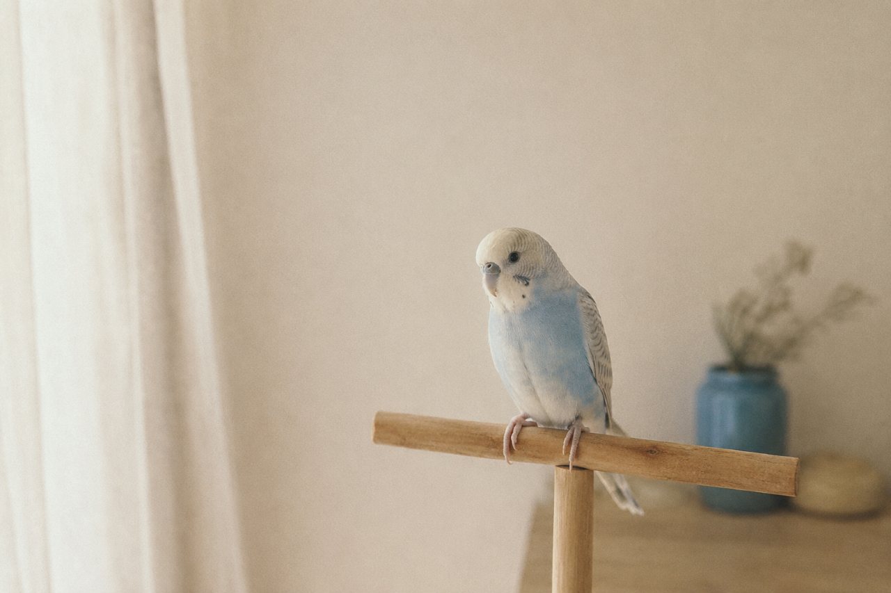 インコの飼い方の基本｜初めて迎える前に知っておきたいこと
